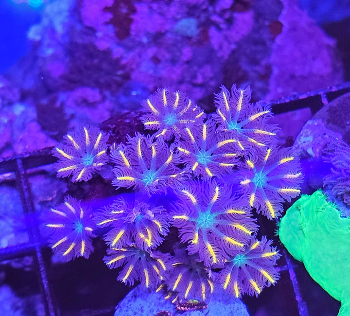 Clavularia Orange premium