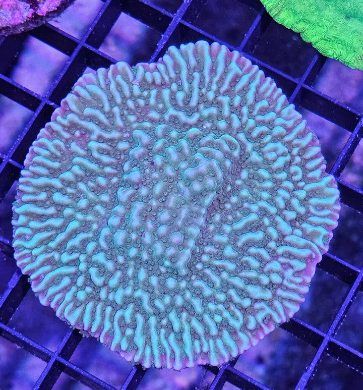 Montipora danae Green