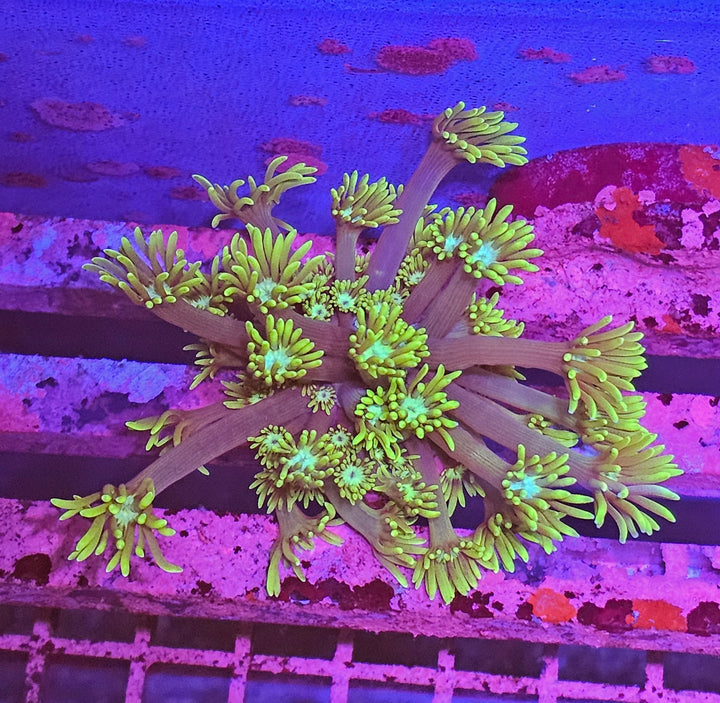 Goniopora sp. – Flowerpot Coral