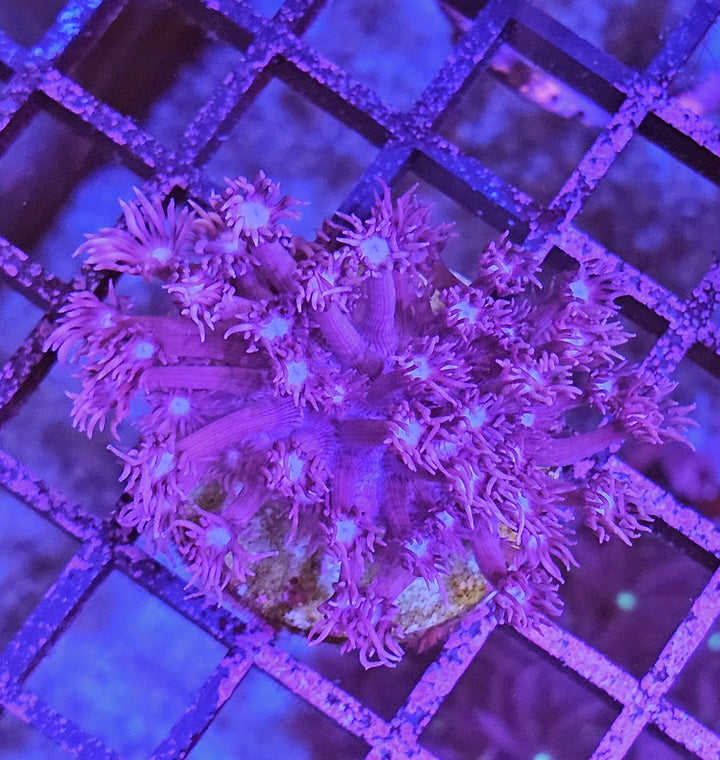 Goniopora sp. – Flowerpot Coral Purple