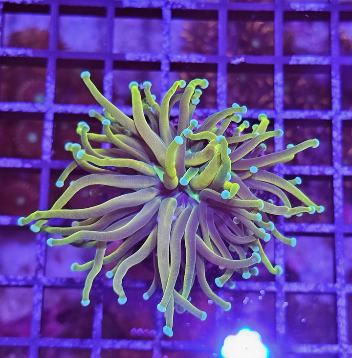 Euphyllia glabrescens – Torch Coral "Gold"