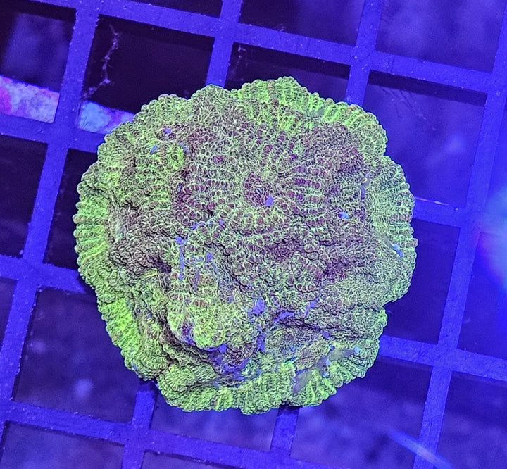 Favia yellow/green