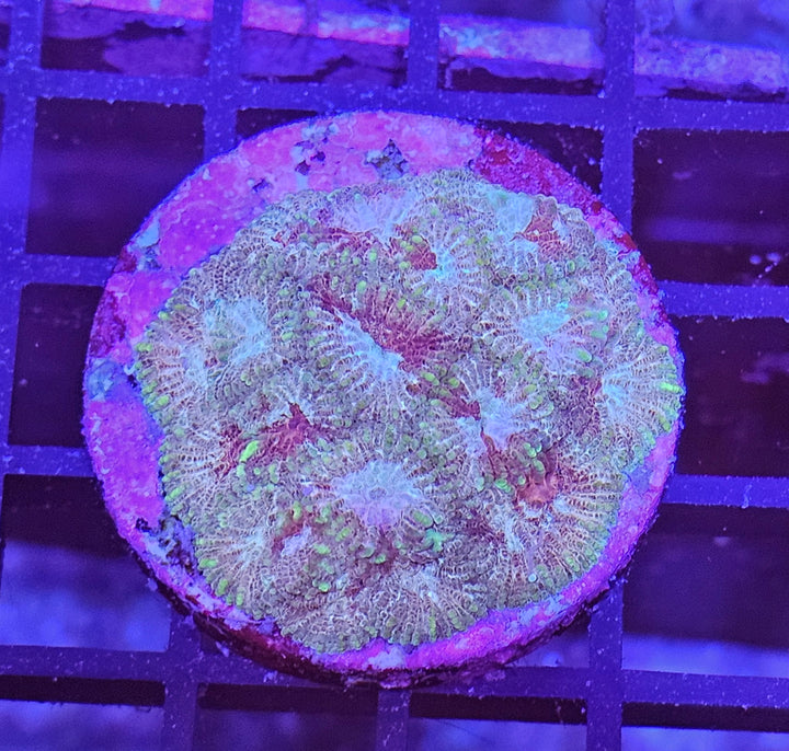 Favia green/copper
