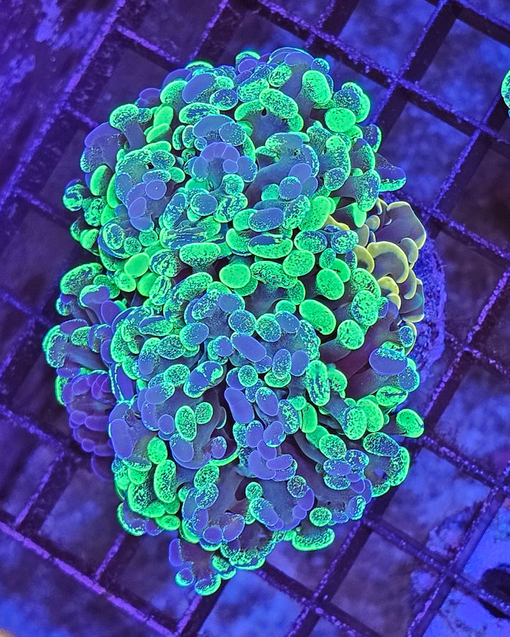 Euphyllia paraancora Mix - Two tone Green + Gold
