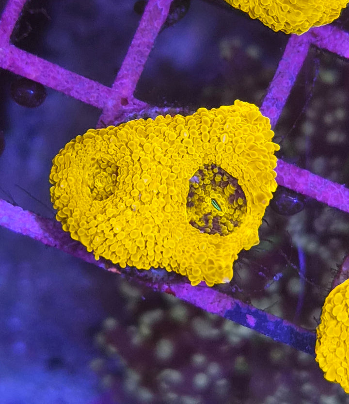 Acanthastrea echinata "Gold rush"