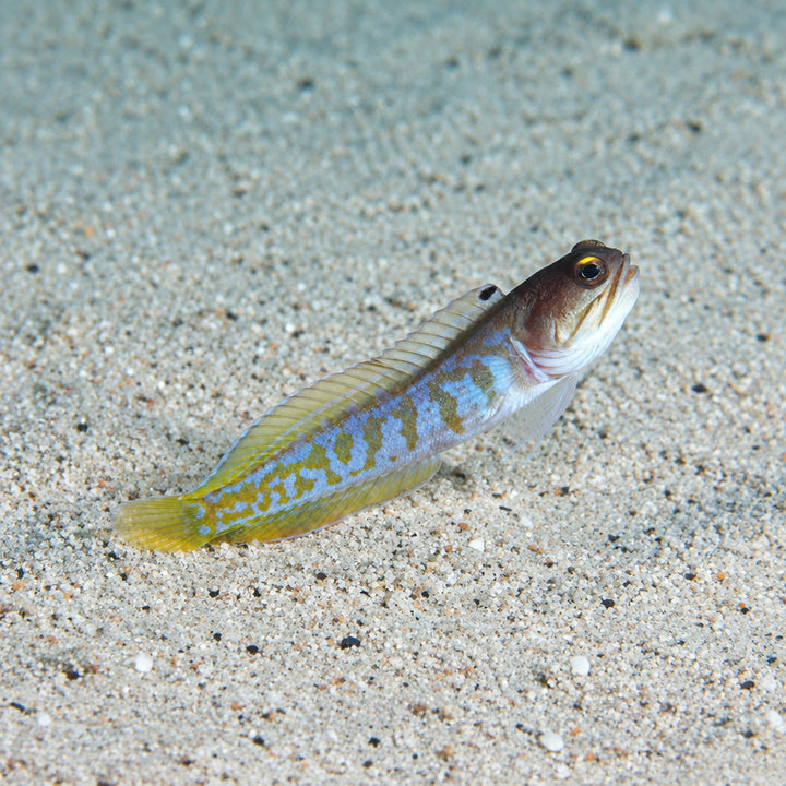 Randal's Jawfish (Opistognathus randalli) L