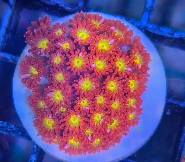 Bernardopora sp. Ultra Red Yellow