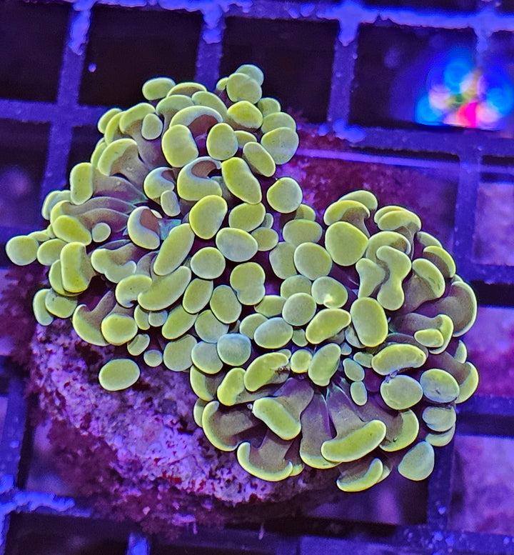 Euphyllia paraancora Gold Premium