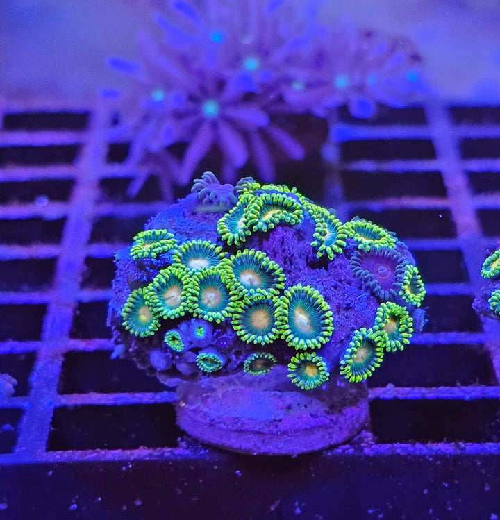 Zoanthus Green/yellow