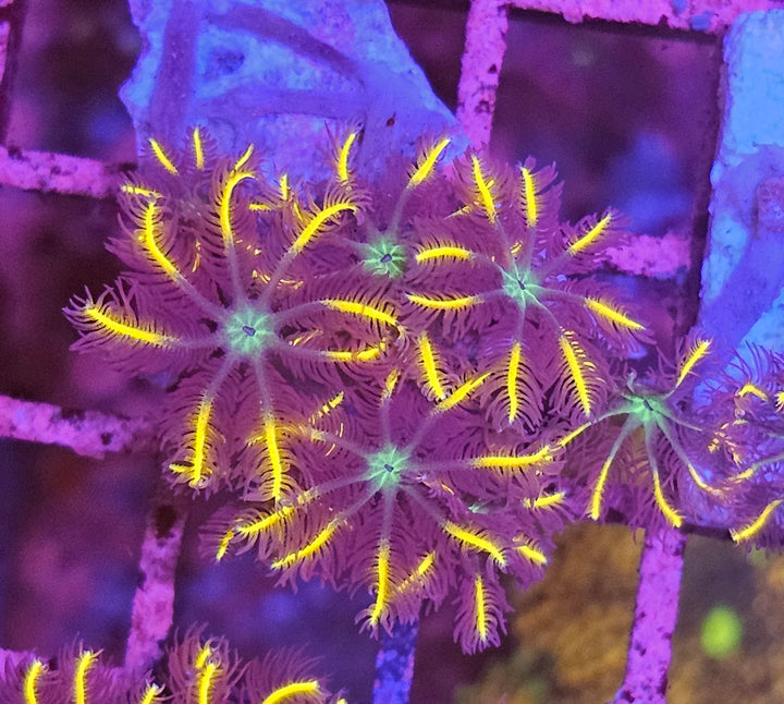 Clavularia sp. – Orange Clove Polyps