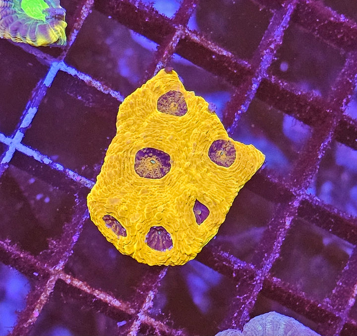 Acanthastrea echinata "Gold rush"