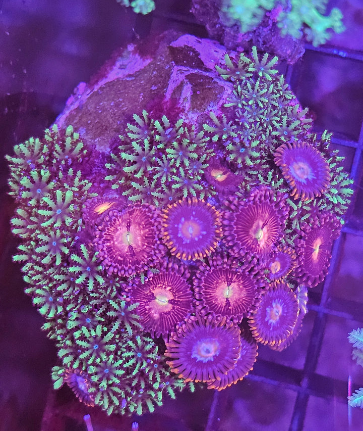 Zoanthus / Clovepolyp mix premium