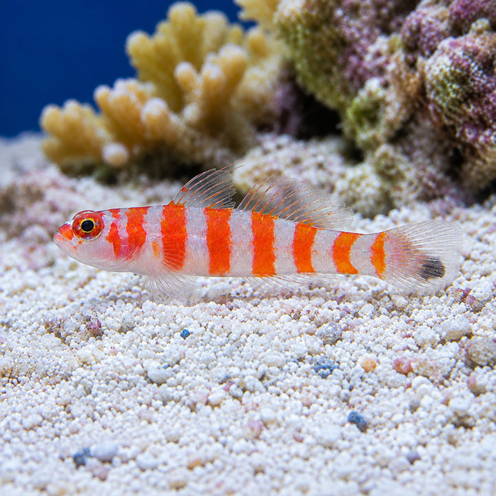 Candy-cane pygmy goby (Trimma cana)