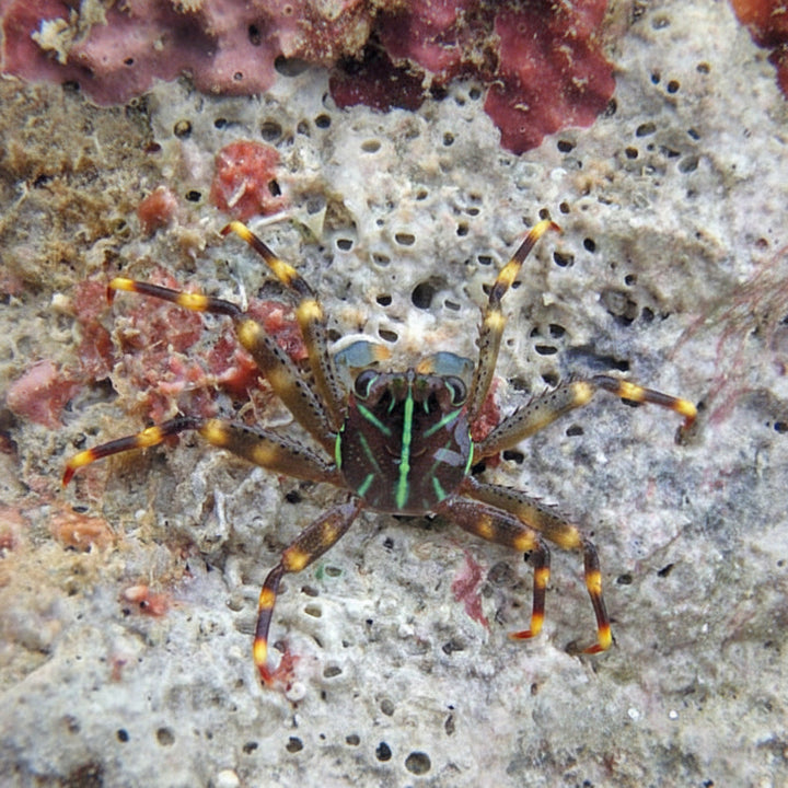 Flat Rock Crab (Percnon planissimum)