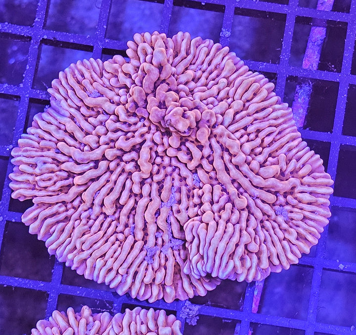 Montipora danae copper