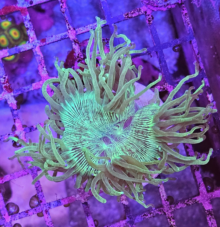 Elegance Coral (Catalaphyllia jardinei)
