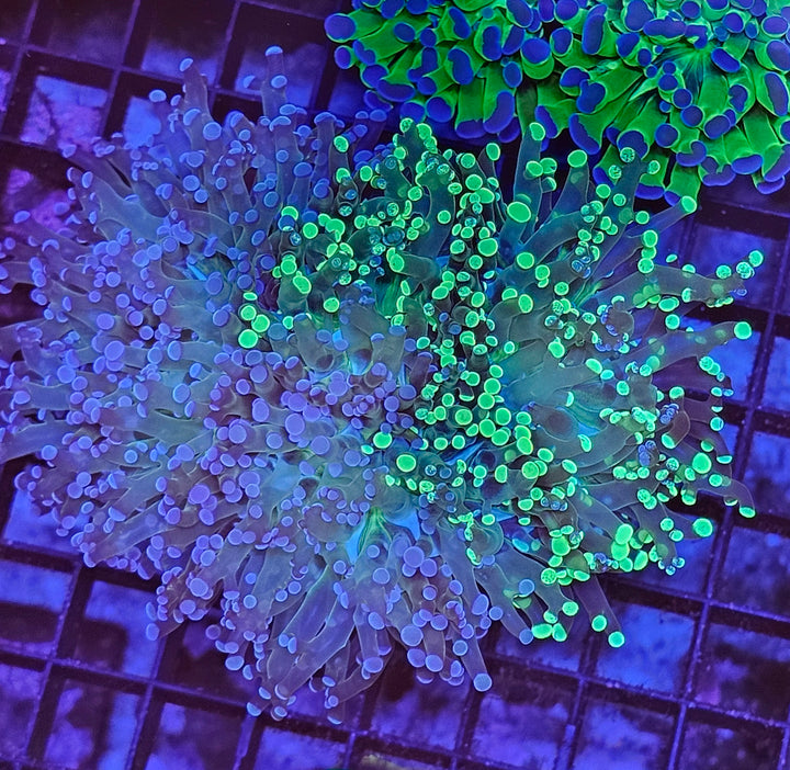 Euphyllia paradivisa "frogspawn" two tone L