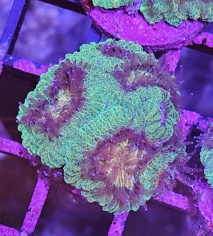 Symphyllia Golden Heart