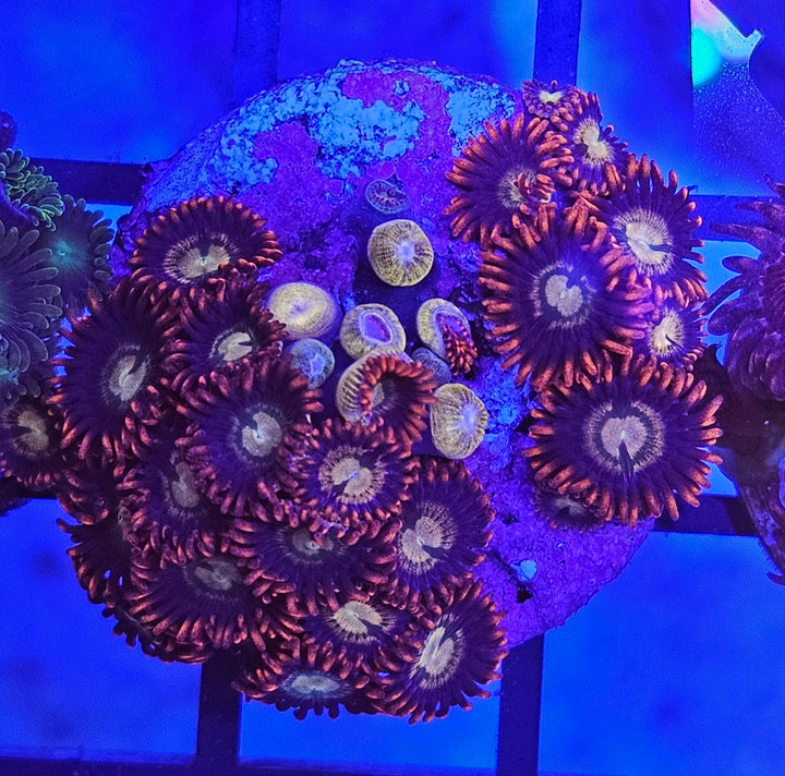Zoanthus Red ultra