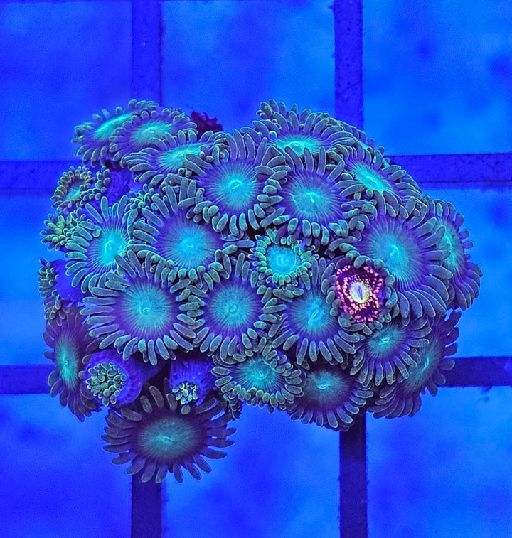 Zoanthus Green + Alien antivenom