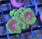 Blastomussa wellsi "Green"
