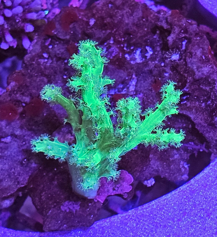 Sinularia sp. Toxic Green Premium
