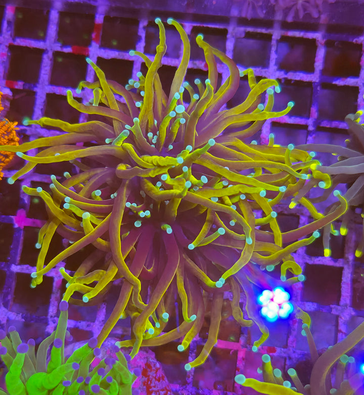 Dragon Soul Torch Coral - (Euphyllia Glabrescens)