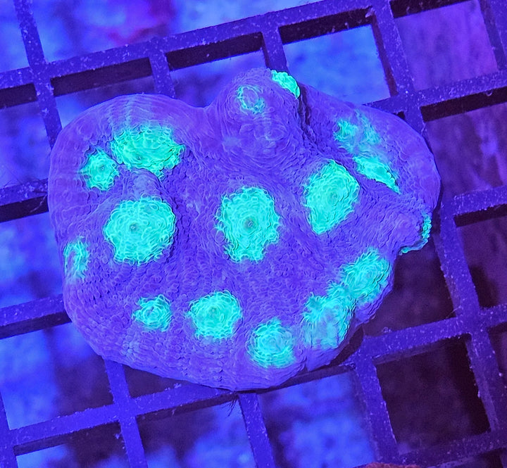 Echinophyllia "Chalise" Green Eye