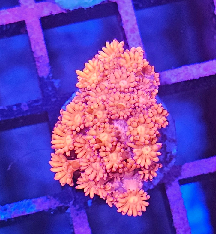 Goniopora sp. – Flowerpot Coral Pink
