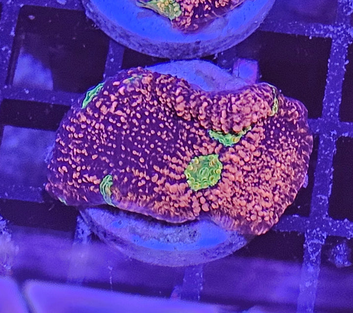 Red & Gold Chalise (Echinophyllia sp.)