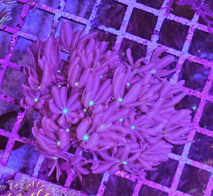 Knopia star polyp