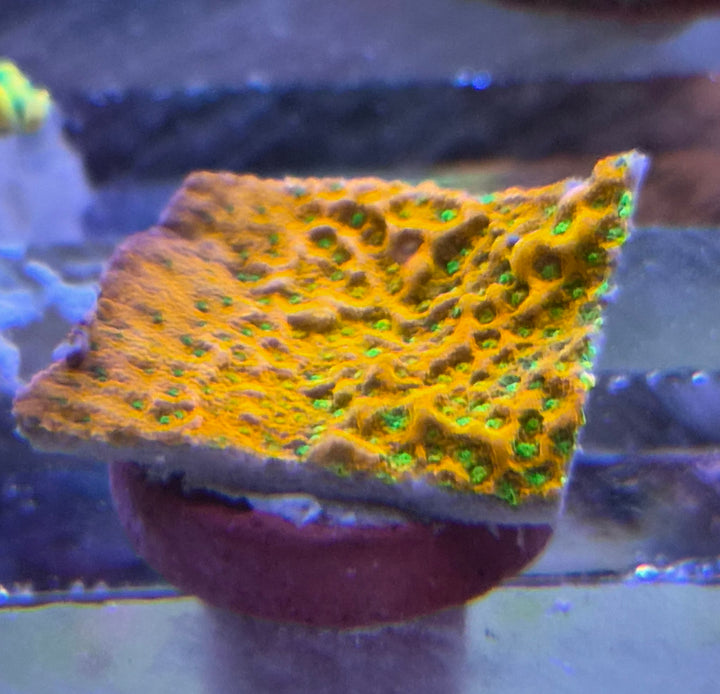 Montipora "Sunset" encrusting