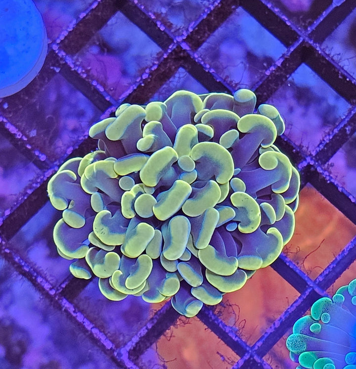 Euphyllia paraancora Gold