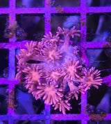 Goniopora "Pink"