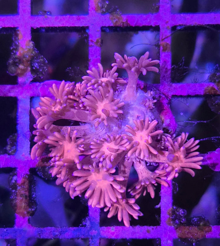 Goniopora sp. – Flowerpot Coral Pink