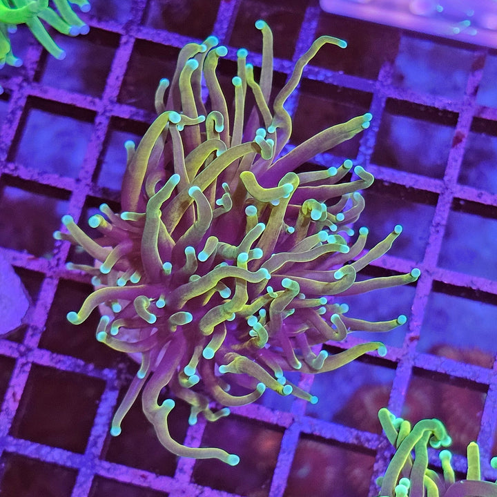 Dragon Soul Torch Coral - (Euphyllia Glabrescens)