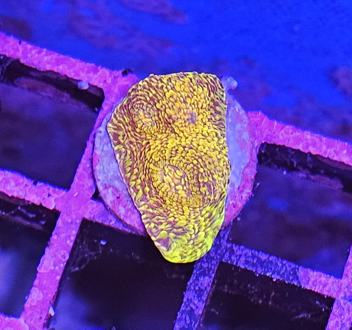 Mycedium elephantotus "gold"