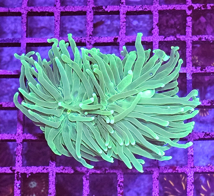 Euphyllia glabrescens – Torch Coral "Green Premium"