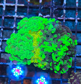 Euphyllia paraancora "Garden" (Fimbriaphyllia)