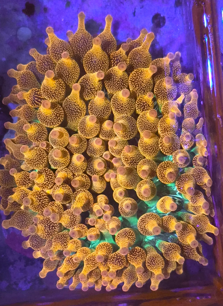 WYSIWYG Bubble-tip anemone (Entacmaea quadricolor) L premium