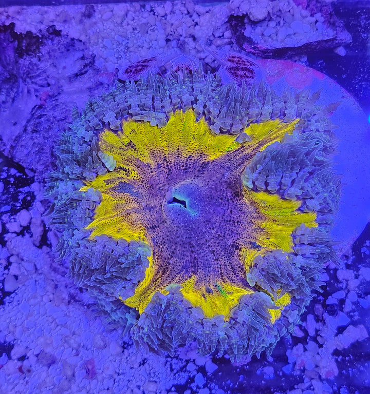 Rock Flower Anemone (Epicystis crucifer) - Ultra