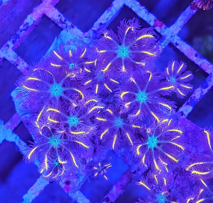 Clavularia sp. – Orange Clove Polyps