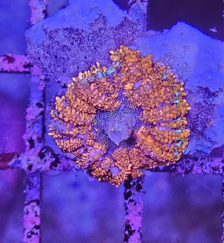 Rhodactis inchoata "Halloween Pumpkin"