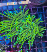 Euphyllia glabrescens "Gold Torch"