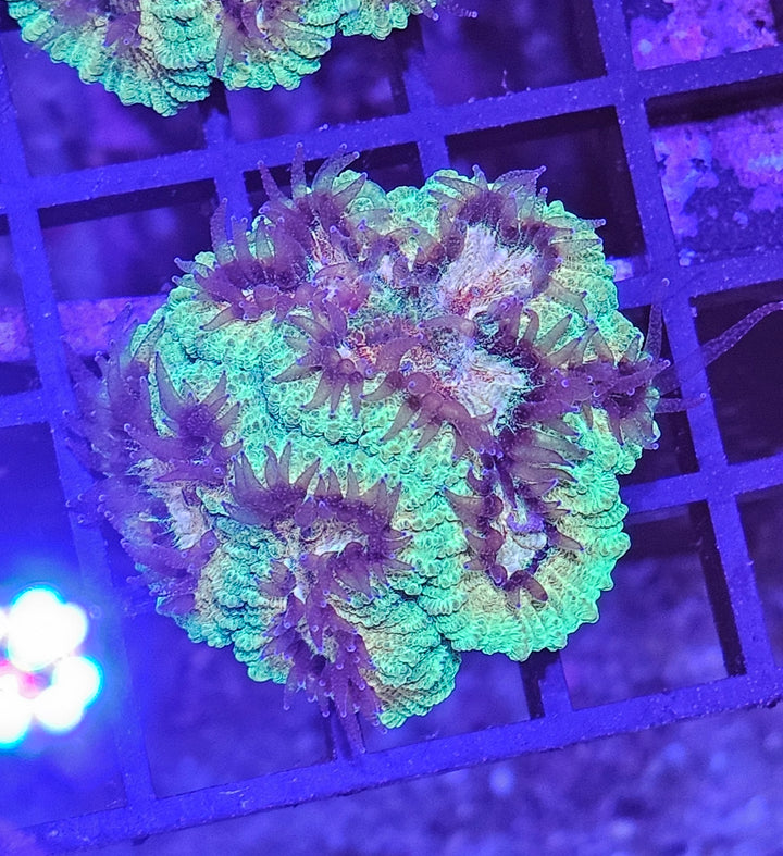 Symphyllia Golden Heart