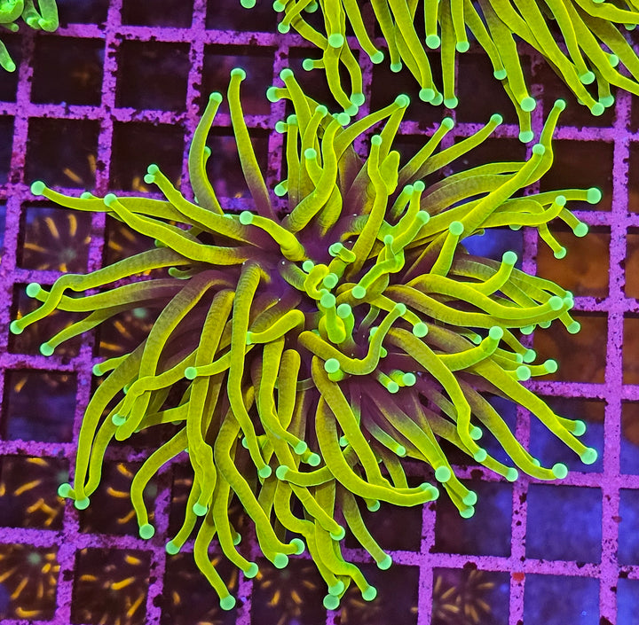 Dragon Soul Torch Coral - (Euphyllia Glabrescens)