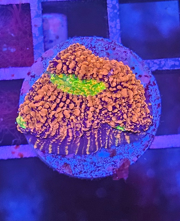 Red & Gold Chalise (Echinophyllia sp.)