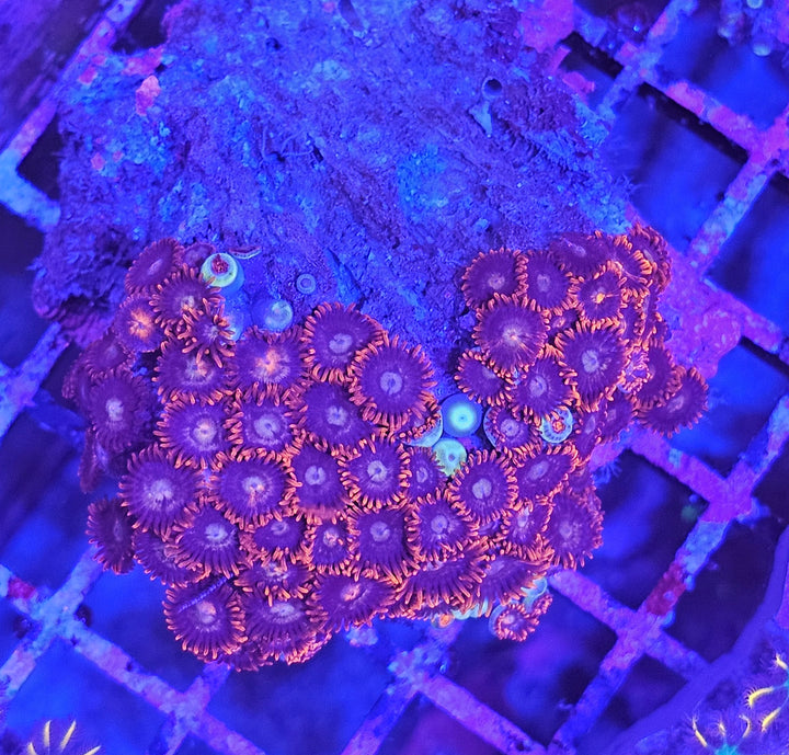 Zoanthus Rock Purple-Red