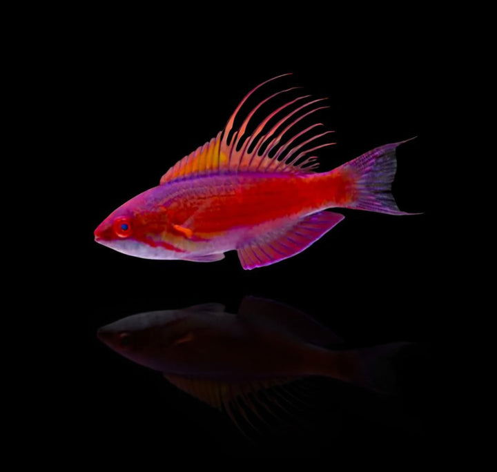 Blue Flasher wrasse (Paracheilinus cyaneus)