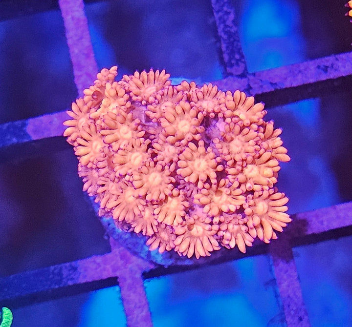 Goniopora sp. – Flowerpot Coral Pink